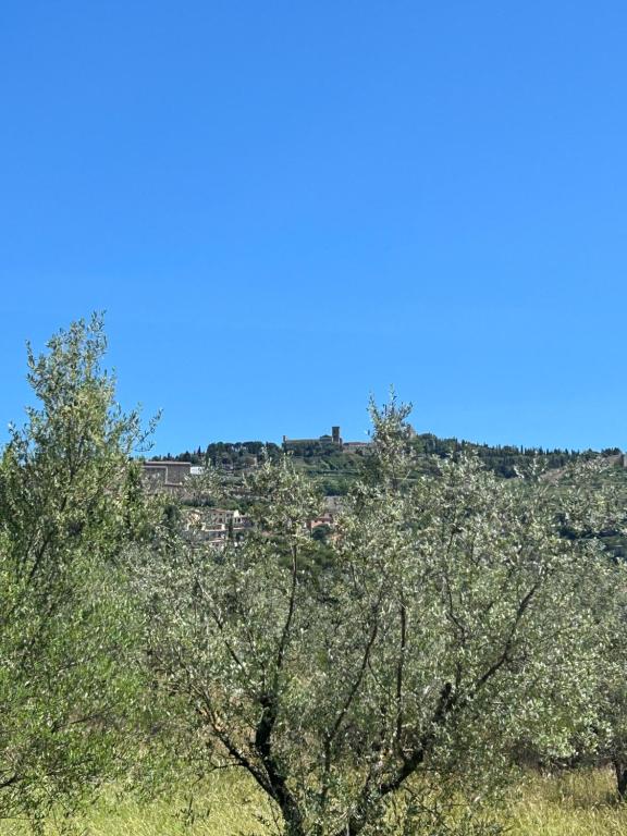 La Terrazza degli Ulivi - Cortona View - 2