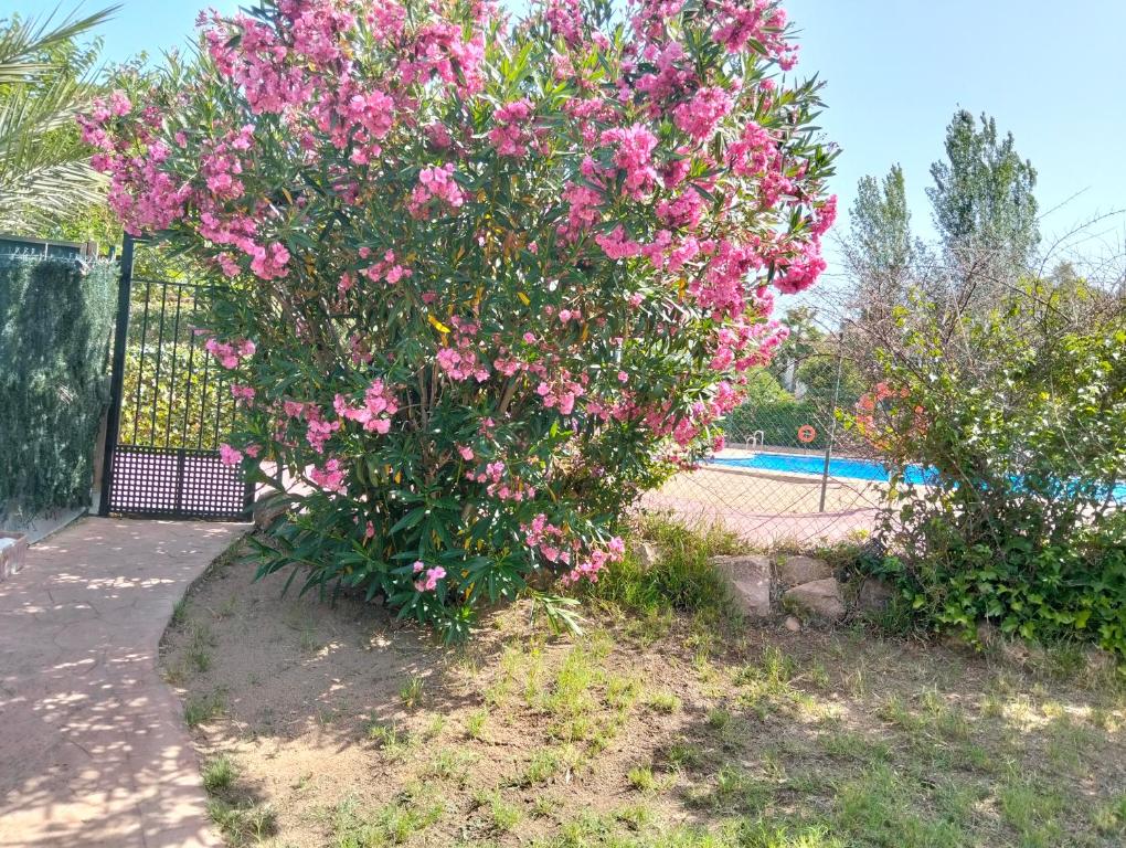 El Madroño de la Encantada - 4