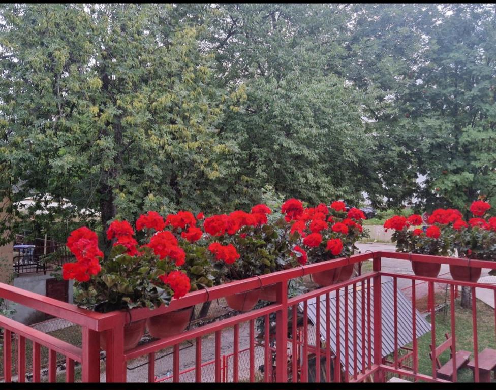 Apartments Grbović - 2