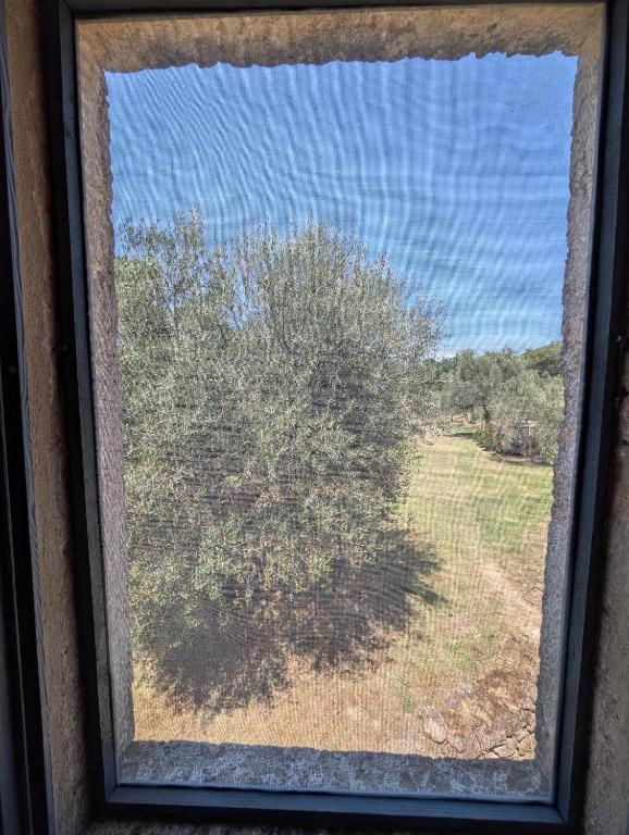 Podere Spedalone - 5