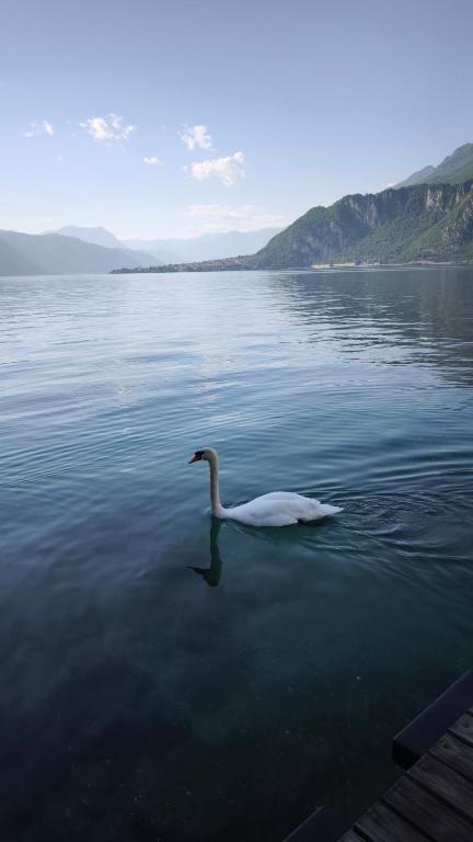 Al Piccolo Pontile Como lake - 2