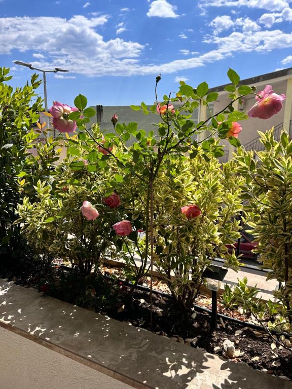 Garden of paradise Tivat - 5