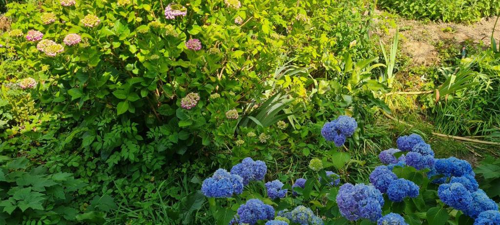 vue sur jardin - 2