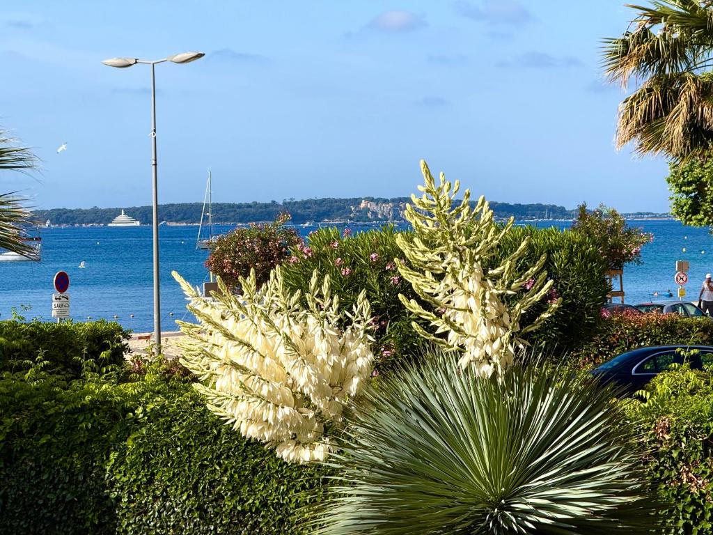 Beach Studio in Golfe-Juan near Cannes and Antibes - 2