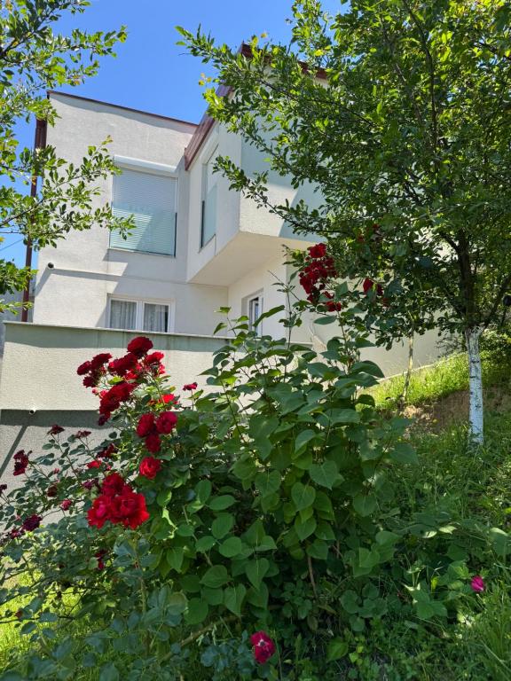 Villa Sunny Alley - Sunčani Sokak - 1