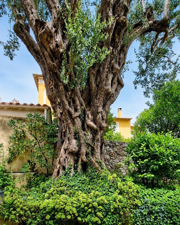 Provençal gem - large garden in Beaulieu - 6min walk to the beach - 3