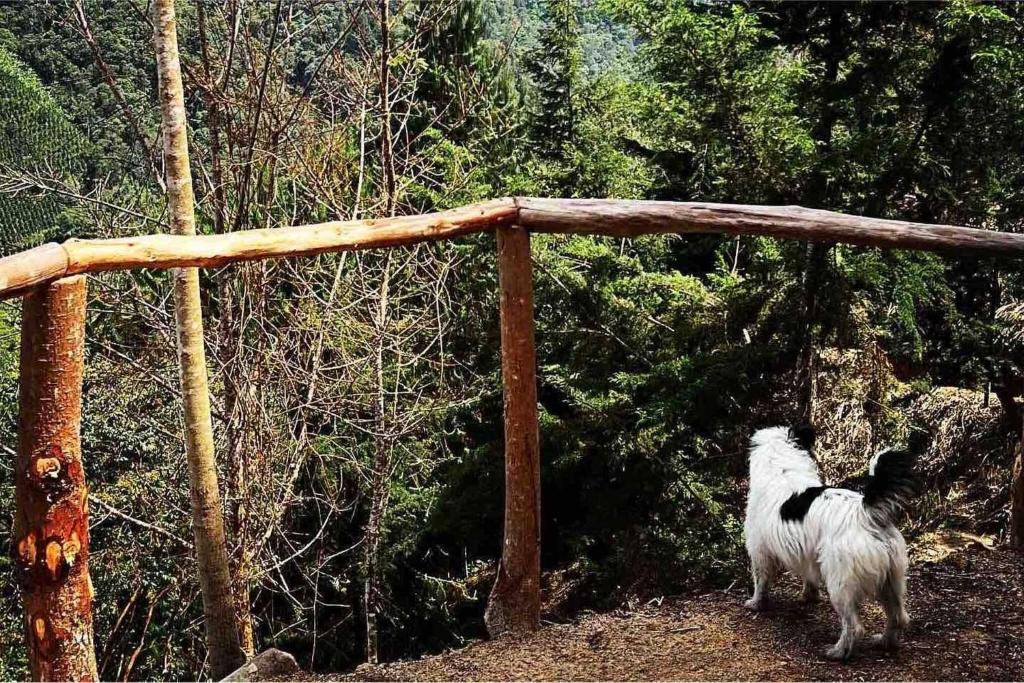 Domo Poptas in the high mountains - 2