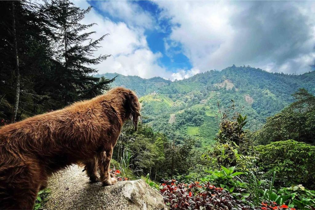 Domo Poptas in the high mountains - 3