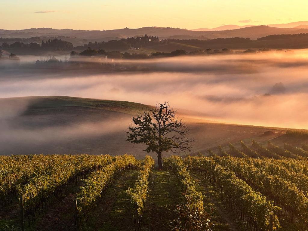 Colsereno Boutique Wine Resort - 4