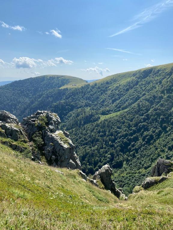 Le Bois du Chamois - Entre Lacs et Forêts - 3