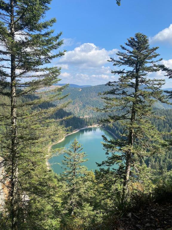 Le Bois du Chamois - Entre Lacs et Forêts - 4