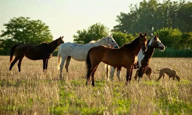 Petion Polo Ranch - 2