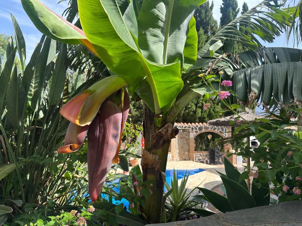 Boutique Villa Jina, Private Pool, Mountain View, Near Nerja, Quiet Location, Mediterranean Garden - 4