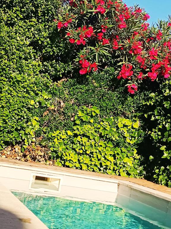 Les lauriers roses & sa piscine privative - 2