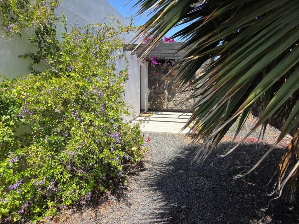 Casa Carica with heated pool in Lajares - 4