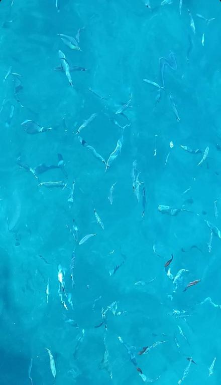 ELEGANTISSIMO APPARTAMENTO DIRETTAMENTE SUL MARE SPIAGGIA LE GHIAIE 6 posti letto - 4