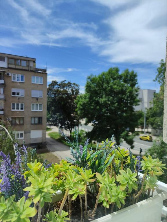 Central Stay Sarajevo - 1
