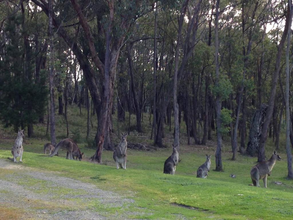 Araluen Boutique Accommodation photo