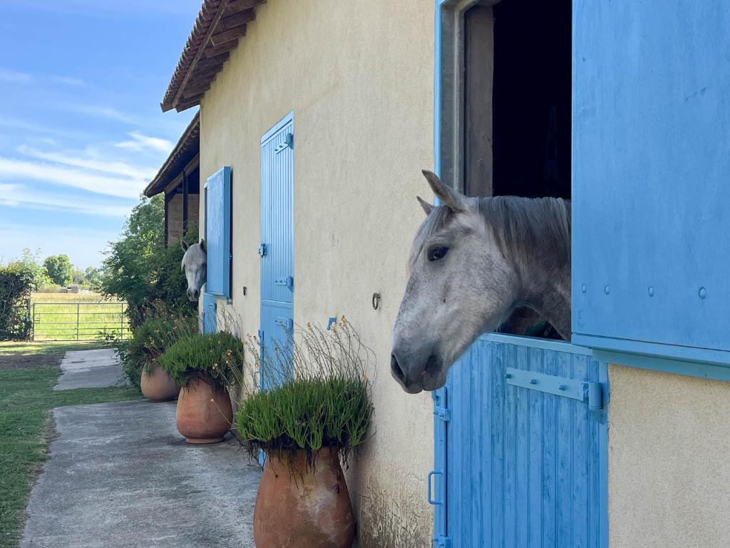 Les cavaliers, gîte avec piscine en Provence - 3