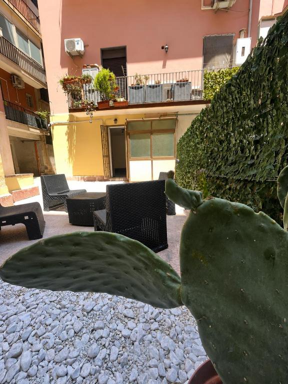 Ficodindia courtyard - 1