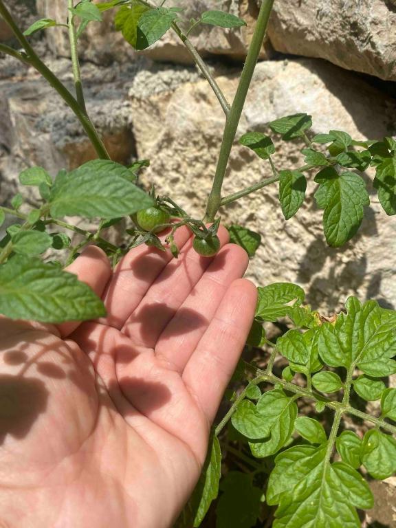 Sofia's Garden - 4