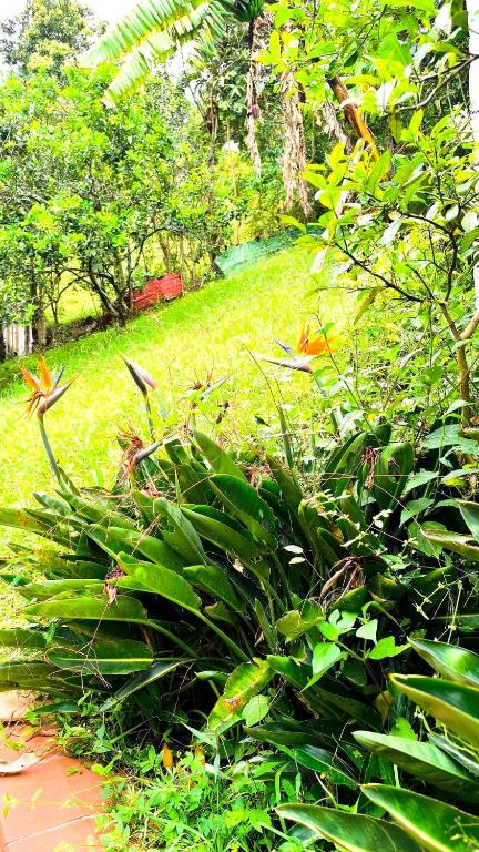 Comfortable and private country-style studio apartment - 5