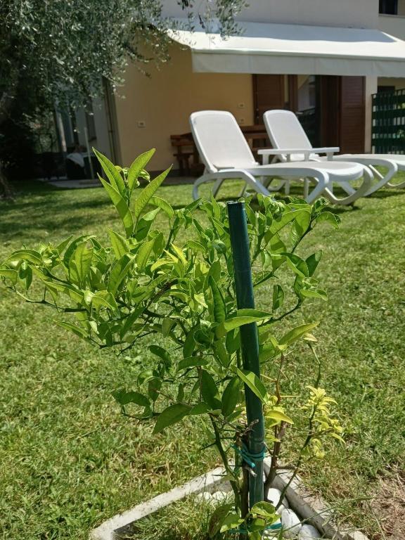 Casa ai due Ulivi - 2