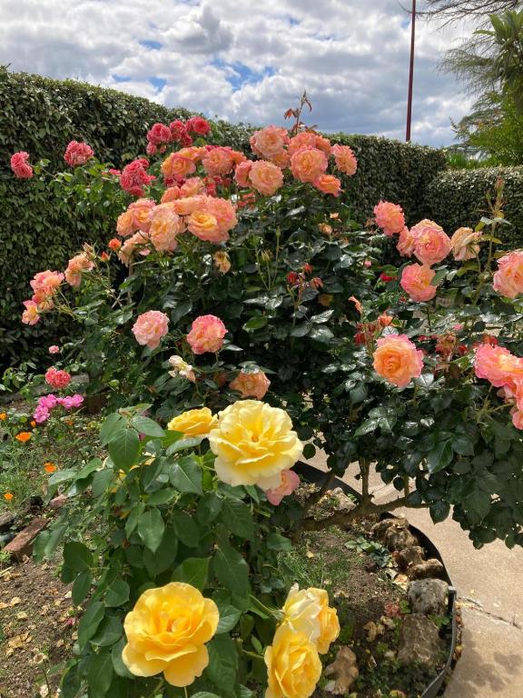 villa des roses - 4