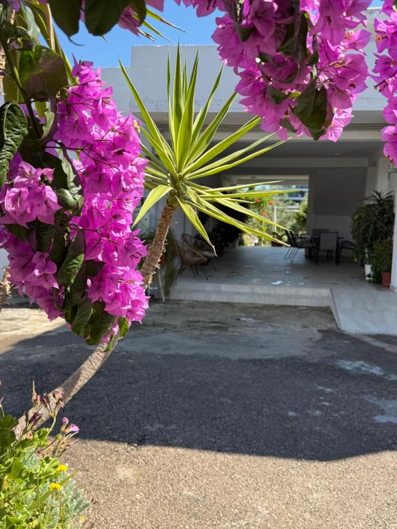 Apartments Jori - 3