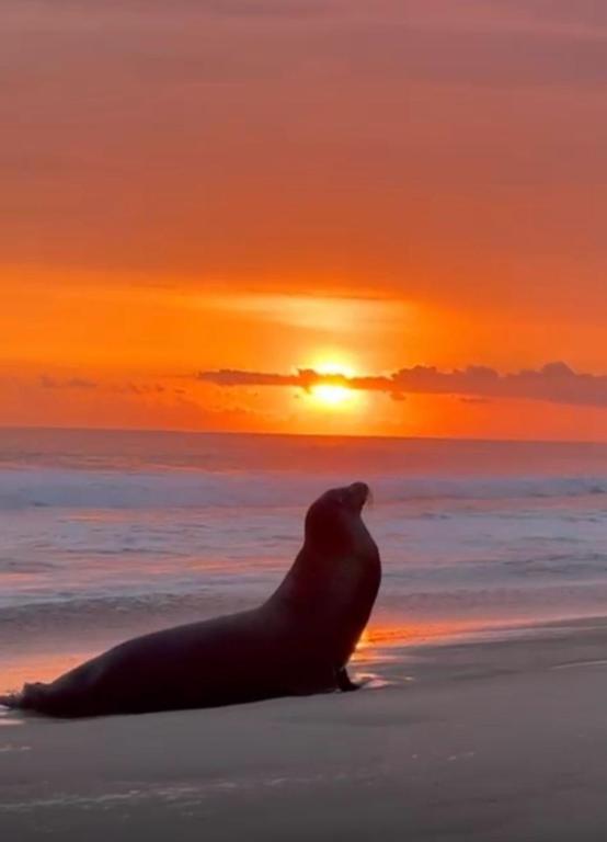 Beachfront in a peaceful Resort 8mi from Puerto Escondido - 4