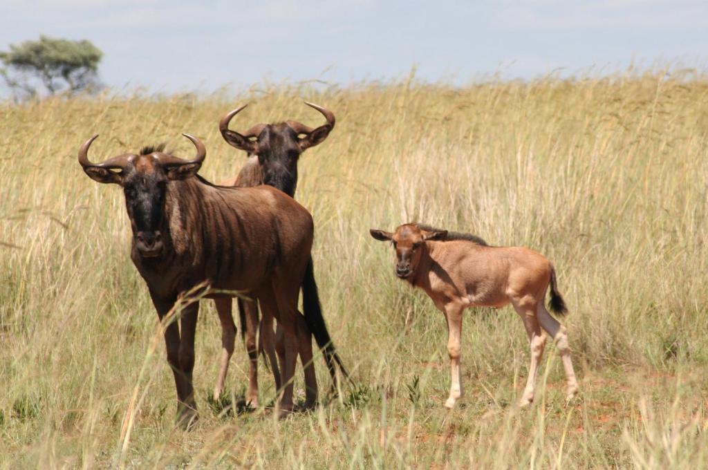 Thaba Pitsi Safari Lodge photo
