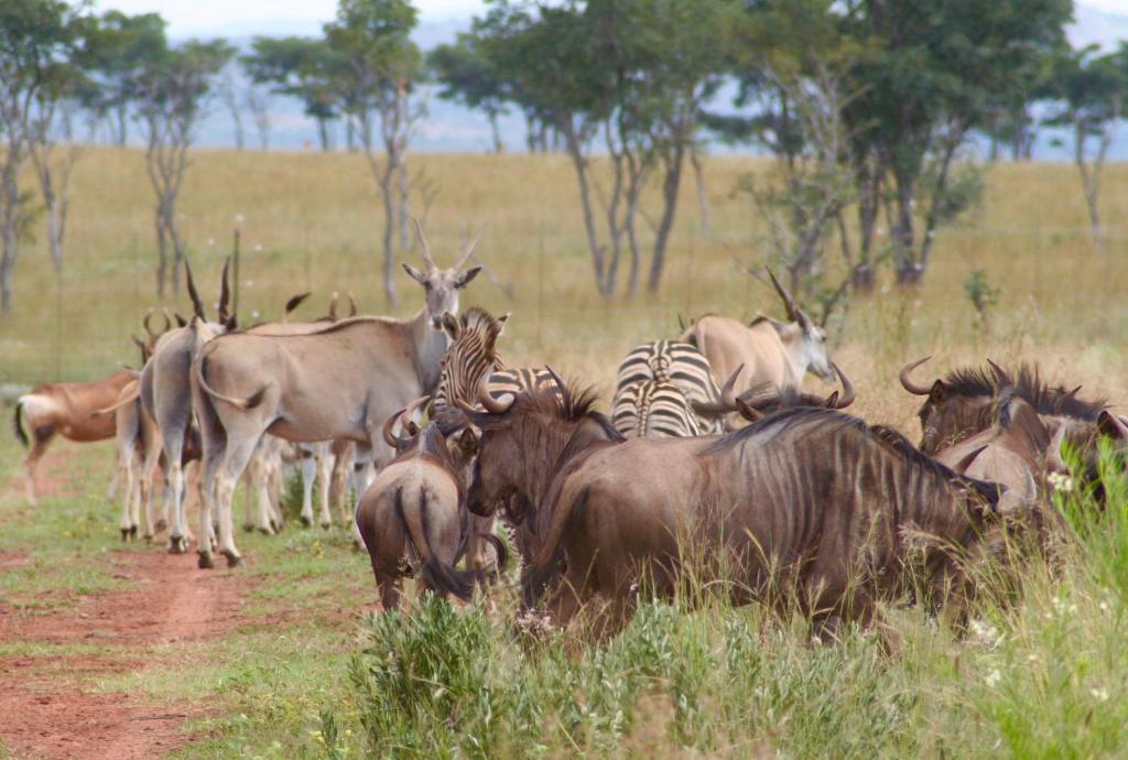 Thaba Pitsi Safari Lodge photo