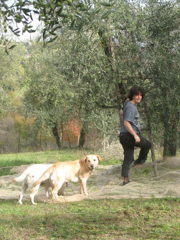 Farmhouse in front of Siena, 2rooms & pool - 2