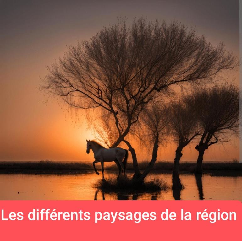 MONTPELLIER ET SES PLAGES van de couchage pour dépanner quelques nuits juste pour dormir il n'y a pas de sanitaire ni cuisine prévoir une batterie externe,à 10 minutes en voiture des PLAGES et à 5 minutes du centre-ville Montpellier - 3