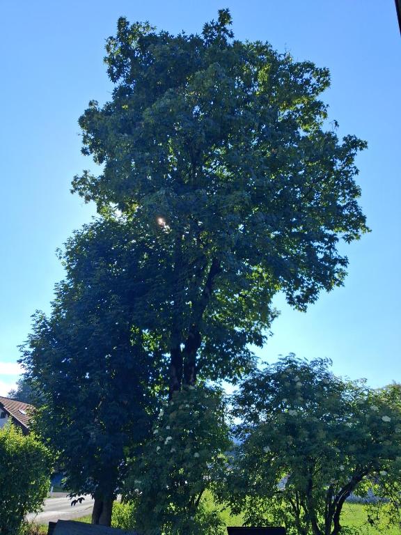 Haus Wildenbach - 4
