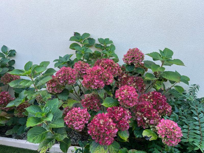 les hortensias - 4
