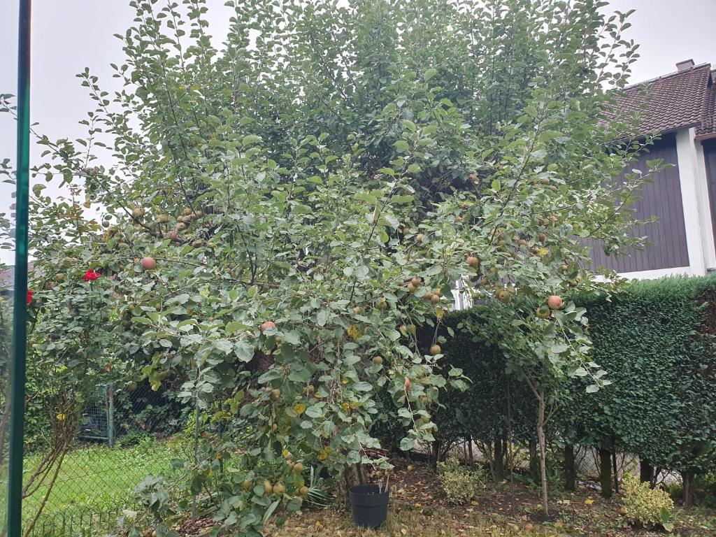 Ruhige 80 m2 Duplexwohnung mit Garten, 2 Bädern und Parkplatz nahe Innenstadt - 4