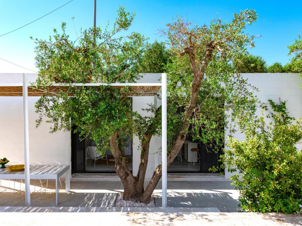 Cocotrullo - 2