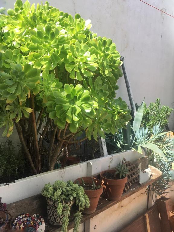 Casa Ganesh - 4
