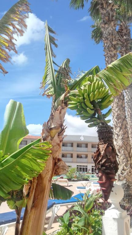 Cozy apartment in Costa del Silencio 55 m² with pool - 2