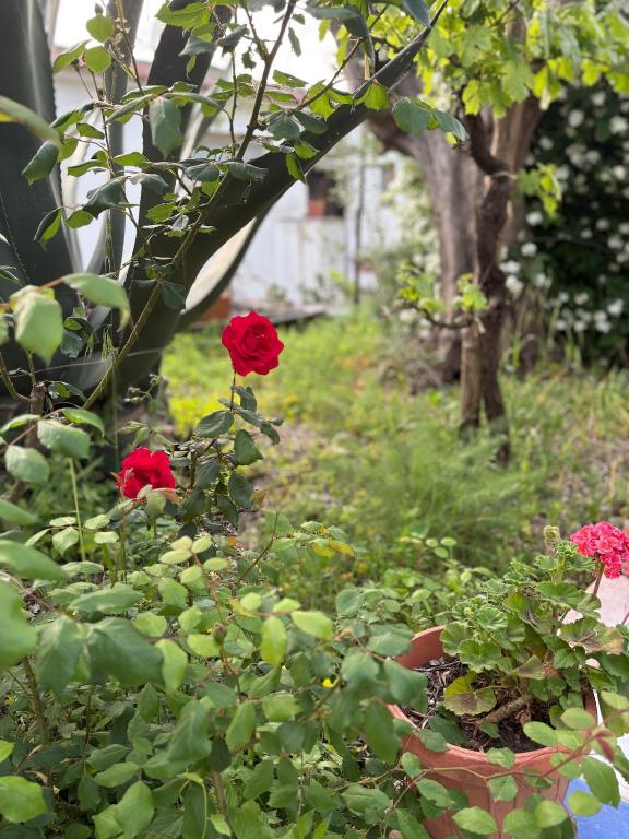The Roses House, Fondo San Vito - 3
