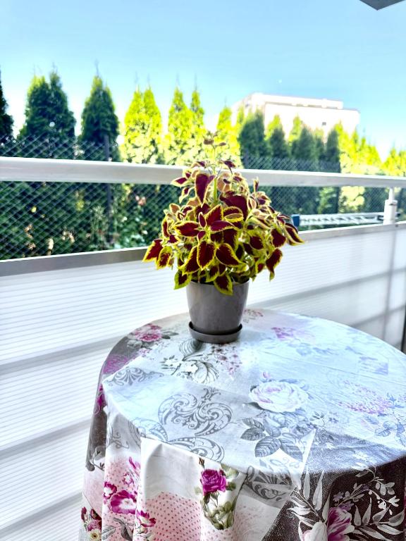 Apartman Sunce - 4