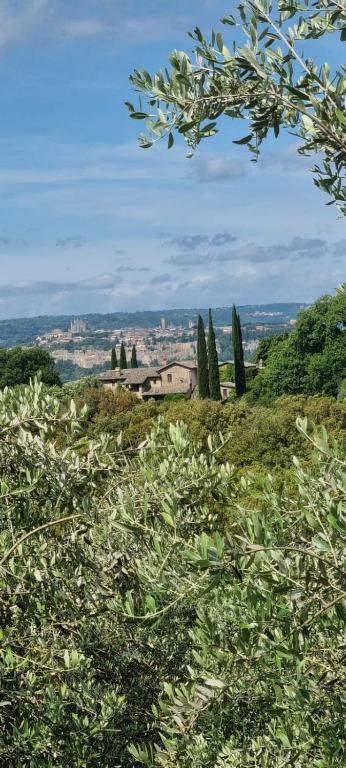 Tra gli ulivi e il panorama - 1