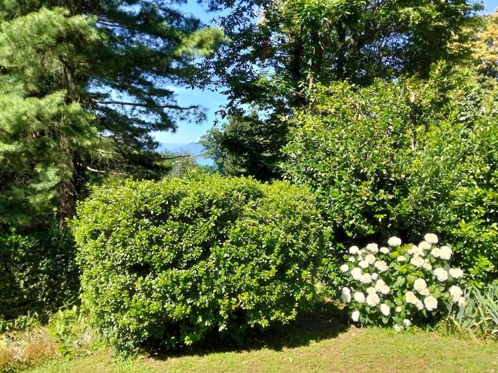 Appartamento la CAMELIA - scorci di Lago - 2