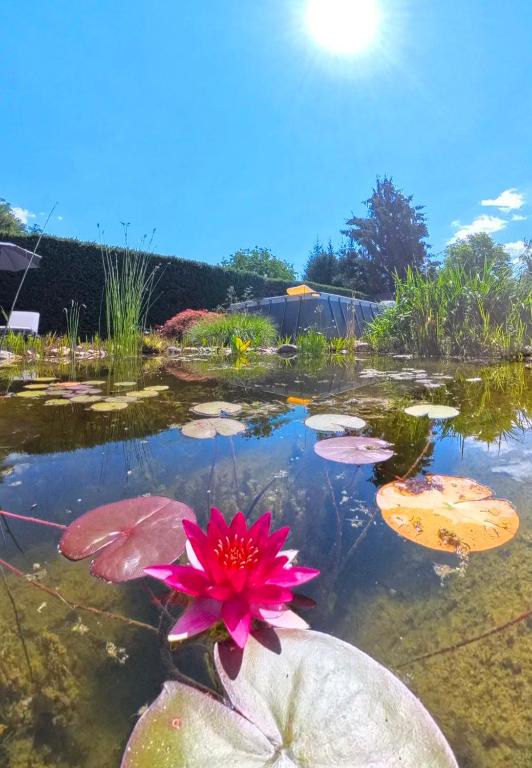 Lauras Ferienwohnung - Ihre Wohlfühloase in der Südweststeiermark mit Garten, Pool, Biotop & Weinbar - 5