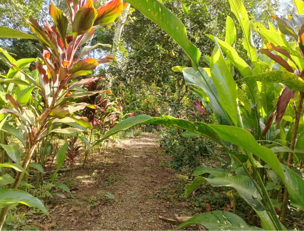 Musas Garden Lodge Tambopata - 3
