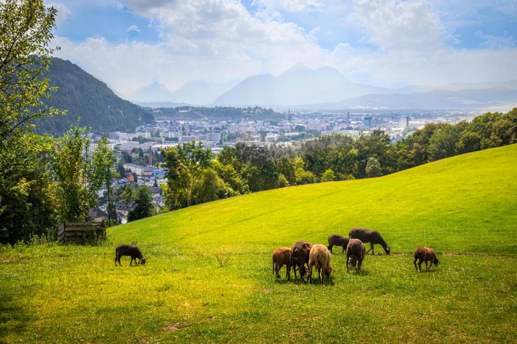 Stadtbauernhof Salzburg - Ferienwohnung - Gut Unterleithen - farm & the city - 5