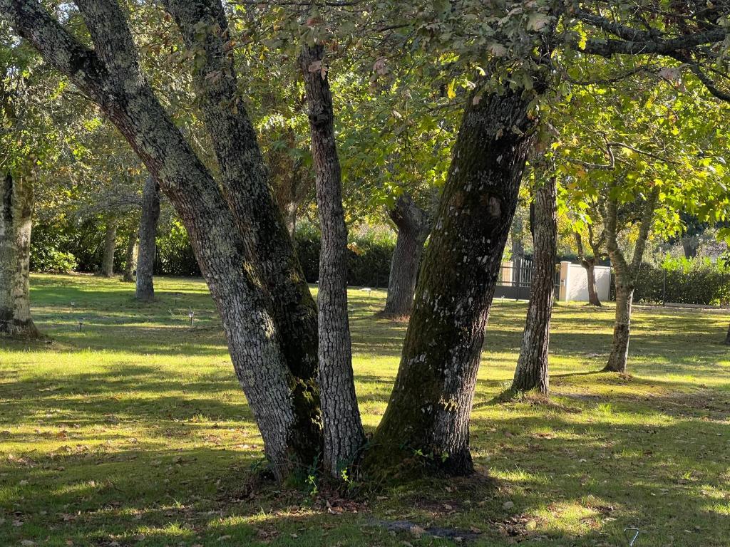 Airial landais - 4