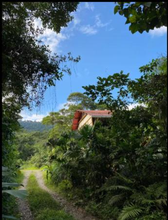 Finca Regenerativa Kupuazu - 5