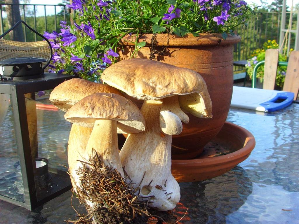 Surrounding environment